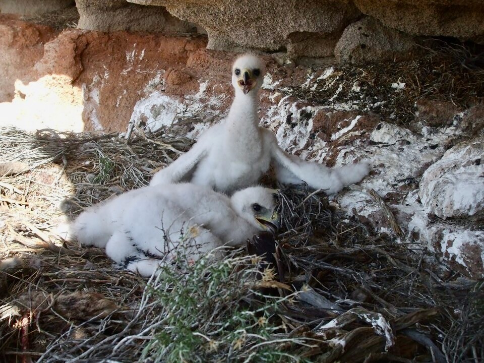 Golden Eagle nestlings by Matthew Studer/USFWS, Pacific Region is licensed under CC 2.0.